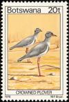 Colnect-597-726-Crowned-Lapwing-Stephanibyx-coronatus.jpg