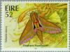 Colnect-129-205-Elephant-Hawkmoth-Deilephila-elpenor.jpg