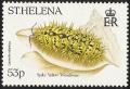 Colnect-4468-884-Spiky-Yellow-Woodlouse-Laureola-atlantica.jpg