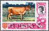 Colnect-5959-542-Jersey-Cow-Bos-primigenius-taurus.jpg