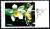 Colnect-2995-818-Maxillaria-camaridii.jpg