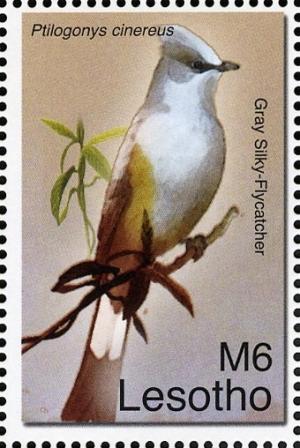 Colnect-1618-704-Gray-Silky-flycatcher-Ptilogonys-cinereus.jpg
