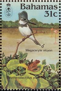 Colnect-862-669-Belted-Kingfisher-Ceryle-alcyon-Greenhouse-Frog-Eleuther.jpg