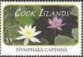 Colnect-2209-647-Nymphaea-capensis.jpg