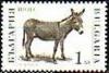 Colnect-1814-144-Donkey-Equus-asinus-asinus.jpg