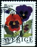 Colnect-1020-045-Pansy-Viola-wittrockiana.jpg