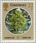 Colnect-125-945-Guernsey-Elm-Ulmus-sarniensis.jpg