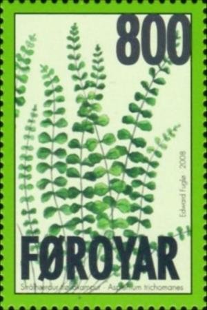 Colnect-4259-565-Ferns.jpg