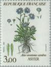 Colnect-145-505-Mountain-flowers-Aster-aster-montanus-ceruleus.jpg