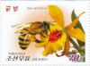 Colnect-3266-445-Honeybee-Apis-mellifera-orchids.jpg