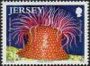 Colnect-5733-996-Strawberry-Anemone-Actinia-fragacea.jpg