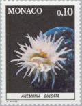 Colnect-148-757-Snakelocks-Anemone-Anemonia-sulcata.jpg