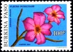 Colnect-2631-877-Adenium-obesum.jpg