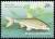 Colnect-676-523-Schneider-Alburnoides-bipunctatus.jpg