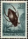 Colnect-5161-583-Great-Diving-Beetle-Dytiscus-marginalis.jpg