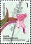 Colnect-2107-808-Gymnadenia-Conopsea-Fragrant-Orchid.jpg