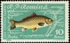 Colnect-4840-941-Common-Carp-Cyprinus-carpio.jpg