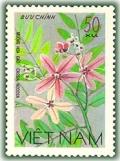 Colnect-1625-771-Cassia-noodsa.jpg