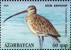 Colnect-1603-683-Slender-billed-Curlew-Numenius-tenuirostris.jpg