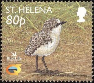 Colnect-1661-859-St-Helena-Plover-Charadrius-sanctaehelenae-chick.jpg