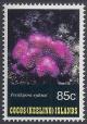 Colnect-1726-034-Cauliflower-Coral-Pocillopora-eydouxi.jpg