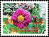 Colnect-4226-456-Dahlia-blossom.jpg