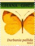 Colnect-3455-646-Pale-Buff-Durbania-pallida---male.jpg