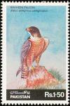 Colnect-2012-190-Shaheen-Falcon-Falco-peregrinus-pergrinator.jpg