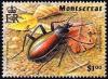 Colnect-3473-913-Ground-beetle.jpg