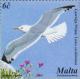 Colnect-131-465-Caspian-Gull-Larus-cachinnans.jpg