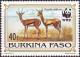 Colnect-2631-914-Red-fronted-Gazelle-Gazella-rufifrons.jpg