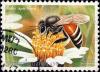 Colnect-2341-664-Little-Honeybee-Apis-florea-.jpg