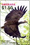 Colnect-3990-487-Bald-Eagle-Halliaeetus-leucocephalus.jpg