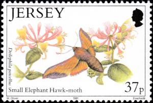 Colnect-6095-919-Small-Elephant-Hawkmoth-Deilephila-porcellus.jpg