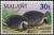 Colnect-1734-804-South-African-Hedgehog-Erinaceus-frontalis.jpg