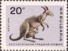 Colnect-3270-891-Eastern-Grey-Kangaroo-Macropus-giganteus.jpg