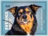 Colnect-7191-658-Ailo-Working-Kelpie---border-Collie-Mix.jpg