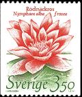 Colnect-2097-919-White-water-lily-nymphaea-alba-frosea.jpg