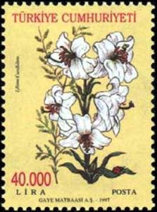 Colnect-775-011-Madonna-Lily-Lilium-candidum.jpg