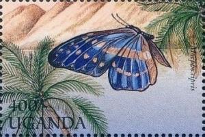 Colnect-2278-245-Cypris-Morpho-Morpho-cipris.jpg