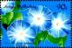 Colnect-4103-314-Morning-glory.jpg