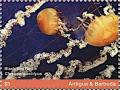 Colnect-6446-207-Black-Sea-Nettle-Chrysaora-achlyos.jpg