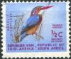 kingfisher-of-Natal.jpg