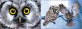 Colnect-2961-701-Boreal-Owl-Aegolius-funereus.jpg
