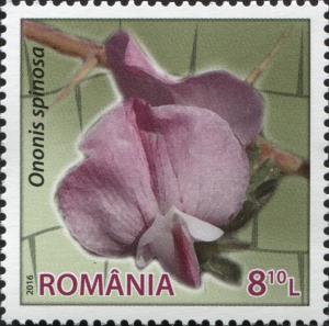 Colnect-5170-456-Ononis-spinosa.jpg