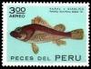 Colnect-1617-378-Red-Scorpionfish-Pontinus-furcirhinus-ssp-dubius.jpg