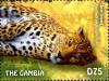 Colnect-3611-904-Amur-Leopard-Panthera-pardus-orientalis.jpg