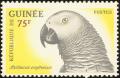Colnect-2809-900-African-Grey-Parrot-Psittacus-erythacus.jpg