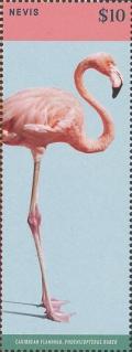 Colnect-4412-952-Caribbean-Flamingo-Phoenicopterus-ruber-full-height.jpg