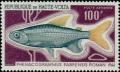 Colnect-509-960-Congo-Tetra-Phenacogrammus-pabrensis.jpg